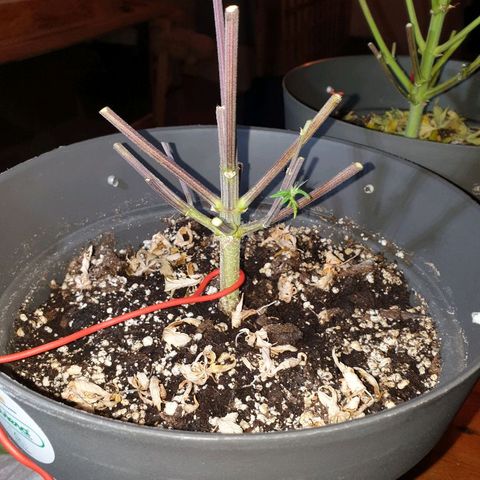 NL 1 growlog timeline photo