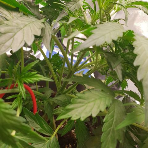 NL 1 growlog timeline photo