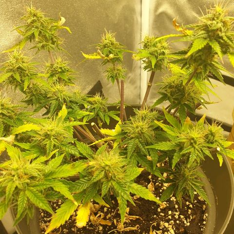 NL 1 growlog timeline photo