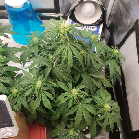 NL 1 growlog timeline photo