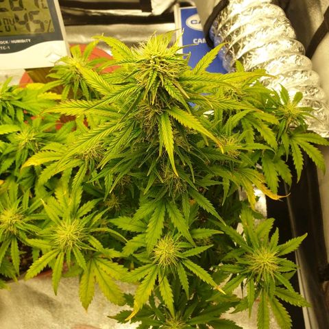 NL 1 growlog timeline photo