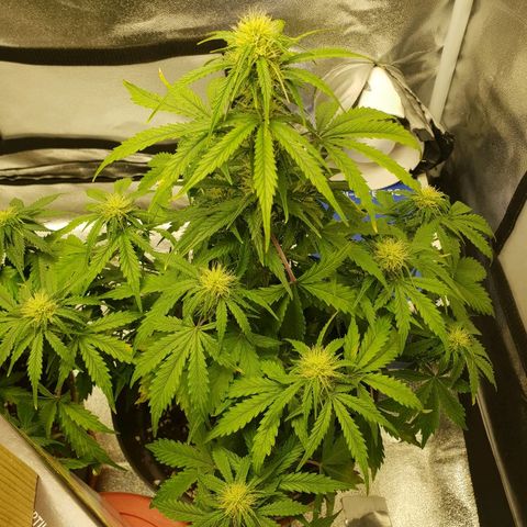NL 1 growlog timeline photo