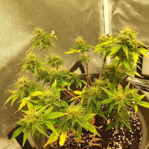 NL 1 growlog timeline photo