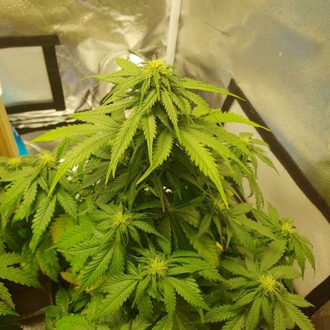 NL 1 growlog timeline photo
