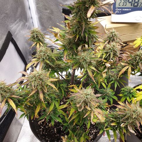 NL 1 growlog timeline photo