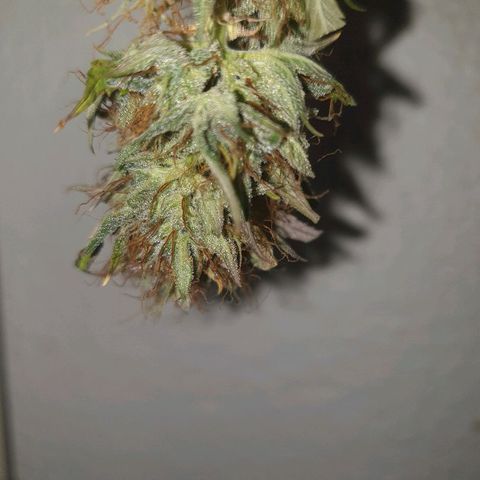 NL 1 growlog timeline photo