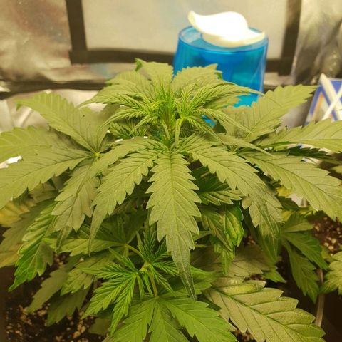 NL 1 growlog timeline photo