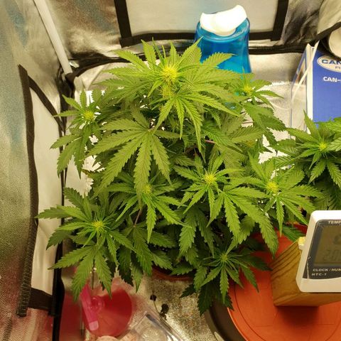 NL 1 growlog timeline photo