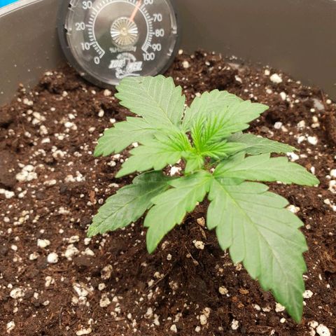 NL 1 growlog timeline photo