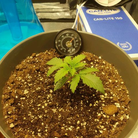 NL 1 growlog timeline photo