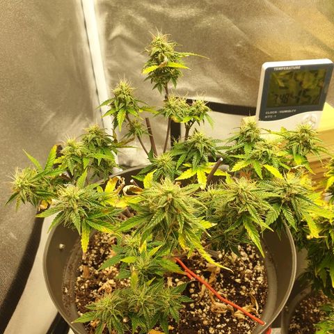 NL 1 growlog timeline photo