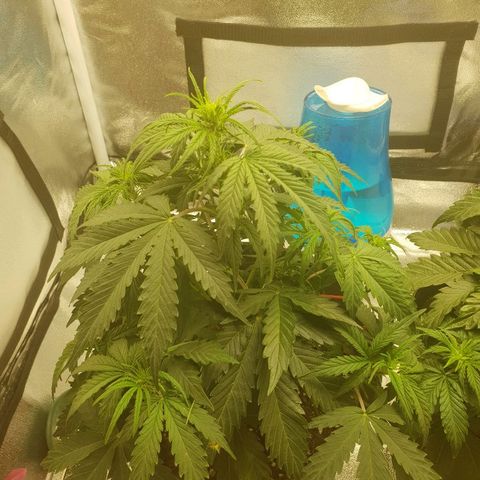 NL 1 growlog timeline photo