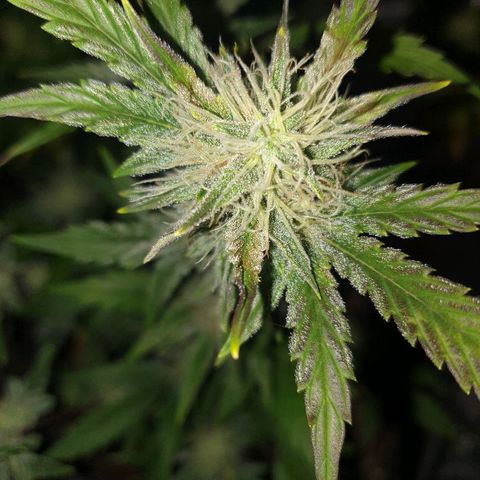 NL 1 growlog timeline photo