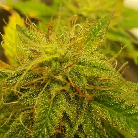 NL 1 growlog timeline photo
