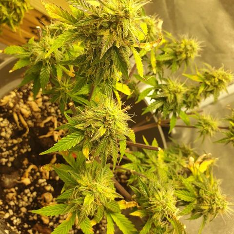 NL 1 growlog timeline photo