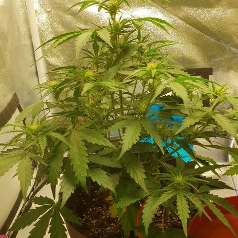 NL 1 growlog timeline photo
