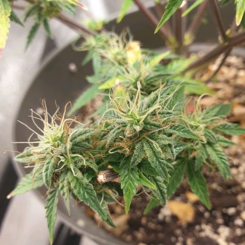 NL 1 growlog timeline photo