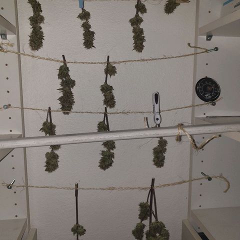 NL 1 growlog timeline photo