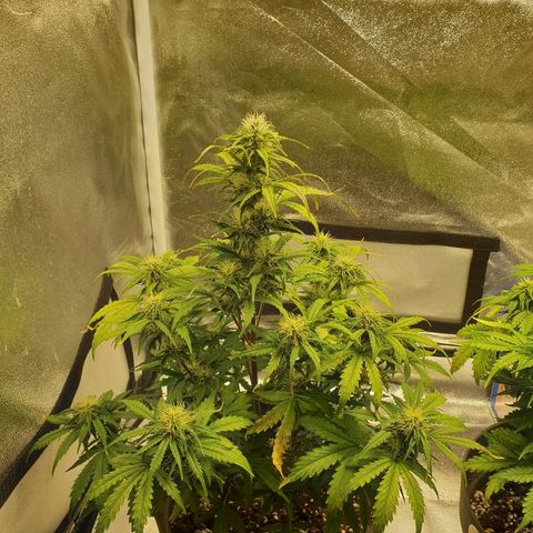NL 1 growlog timeline photo