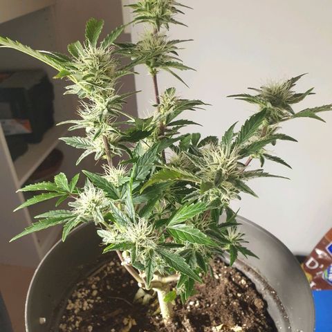 NL 1 growlog timeline photo