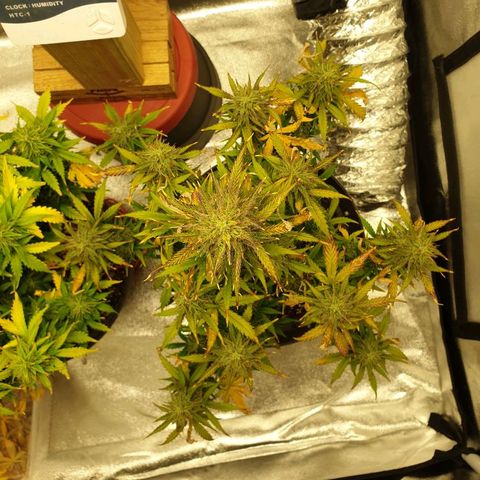 NL 1 growlog timeline photo