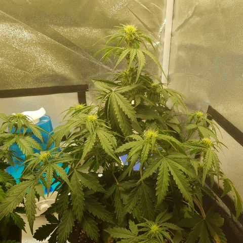 NL 1 growlog timeline photo