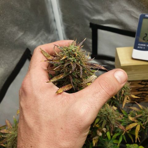NL 1 growlog timeline photo