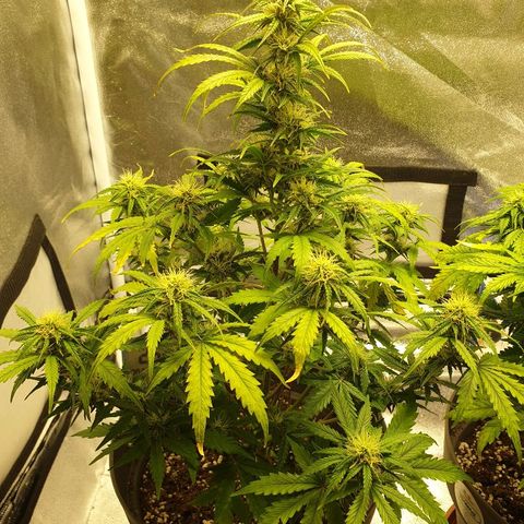 NL 1 growlog timeline photo