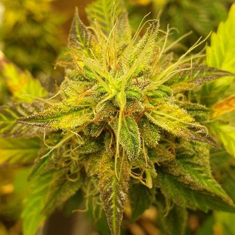 NL 1 growlog timeline photo