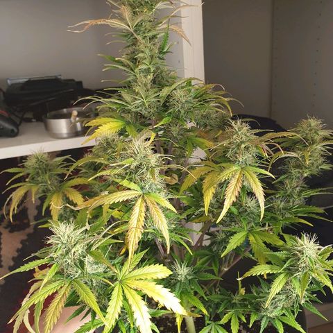 NL 1 growlog timeline photo