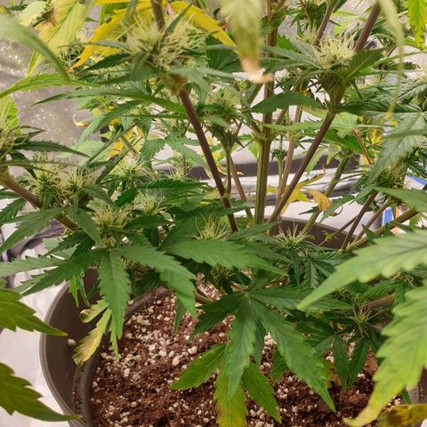 NL 1 growlog timeline photo