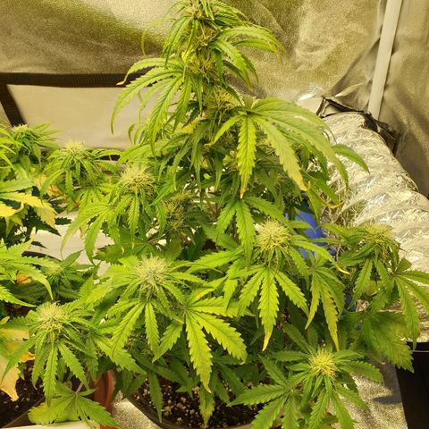 NL 1 growlog timeline photo