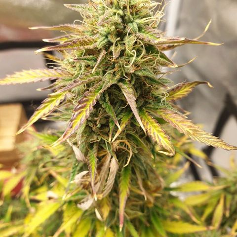 NL 1 growlog timeline photo