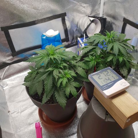 NL 1 growlog timeline photo