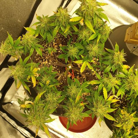 NL 1 growlog timeline photo