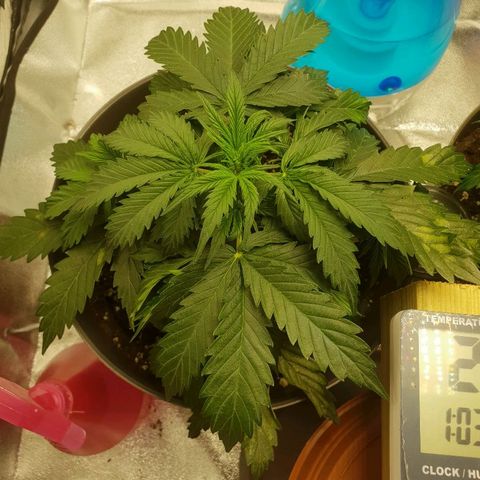 NL 1 growlog timeline photo