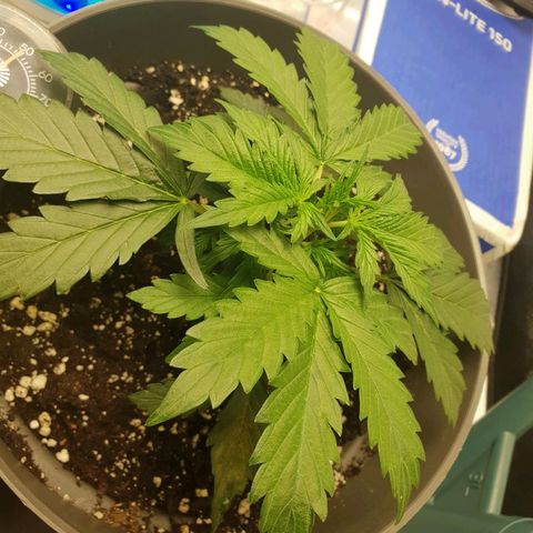 NL 1 growlog timeline photo