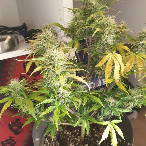 NL 1 growlog timeline photo