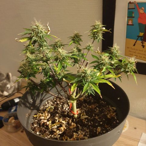 NL 1 growlog timeline photo