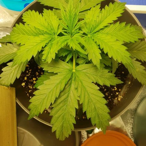 NL 1 growlog timeline photo