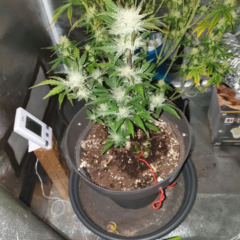 NL 1 growlog timeline photo