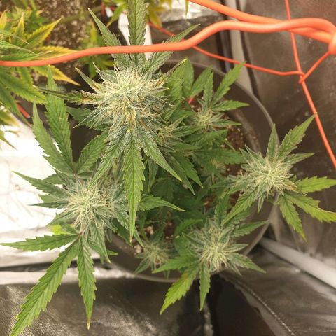 NL 1 growlog timeline photo