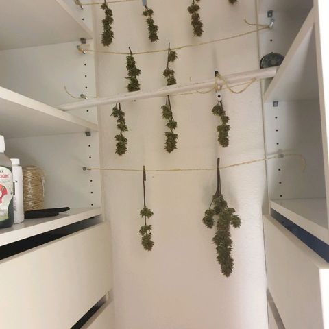 NL 1 growlog timeline photo