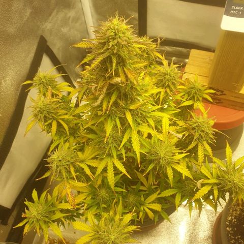 NL 1 growlog timeline photo