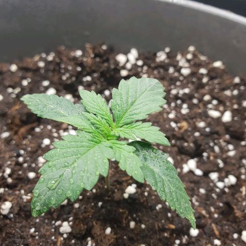 NL 1 growlog timeline photo