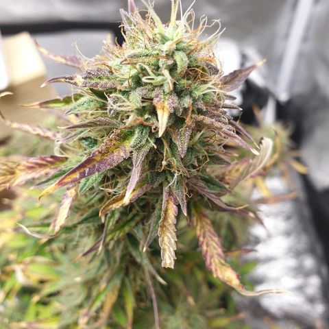NL 1 growlog timeline photo
