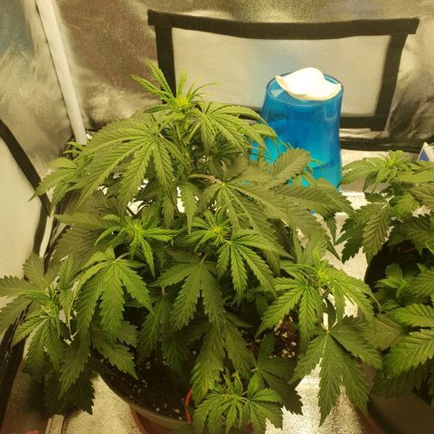 NL 1 growlog timeline photo