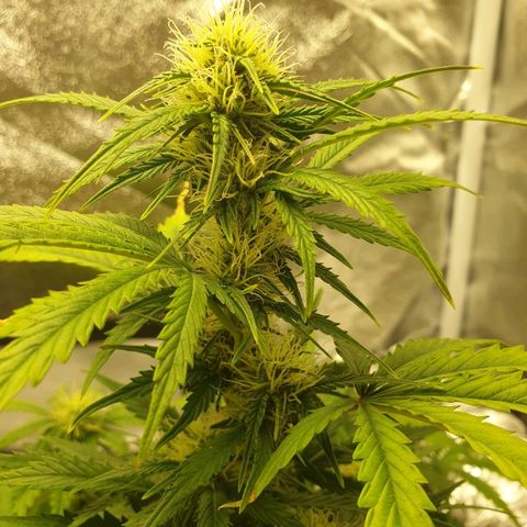 NL 1 growlog timeline photo