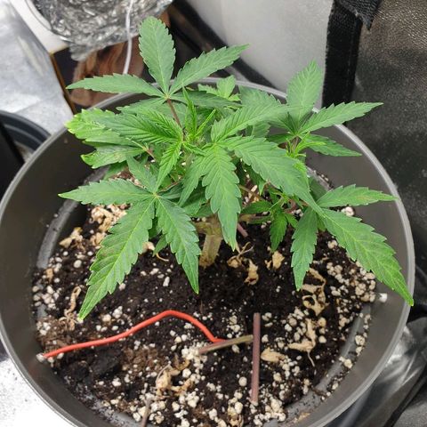 NL 1 growlog timeline photo