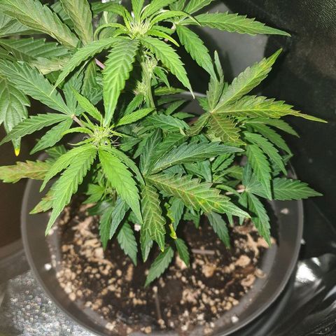 NL 1 growlog timeline photo